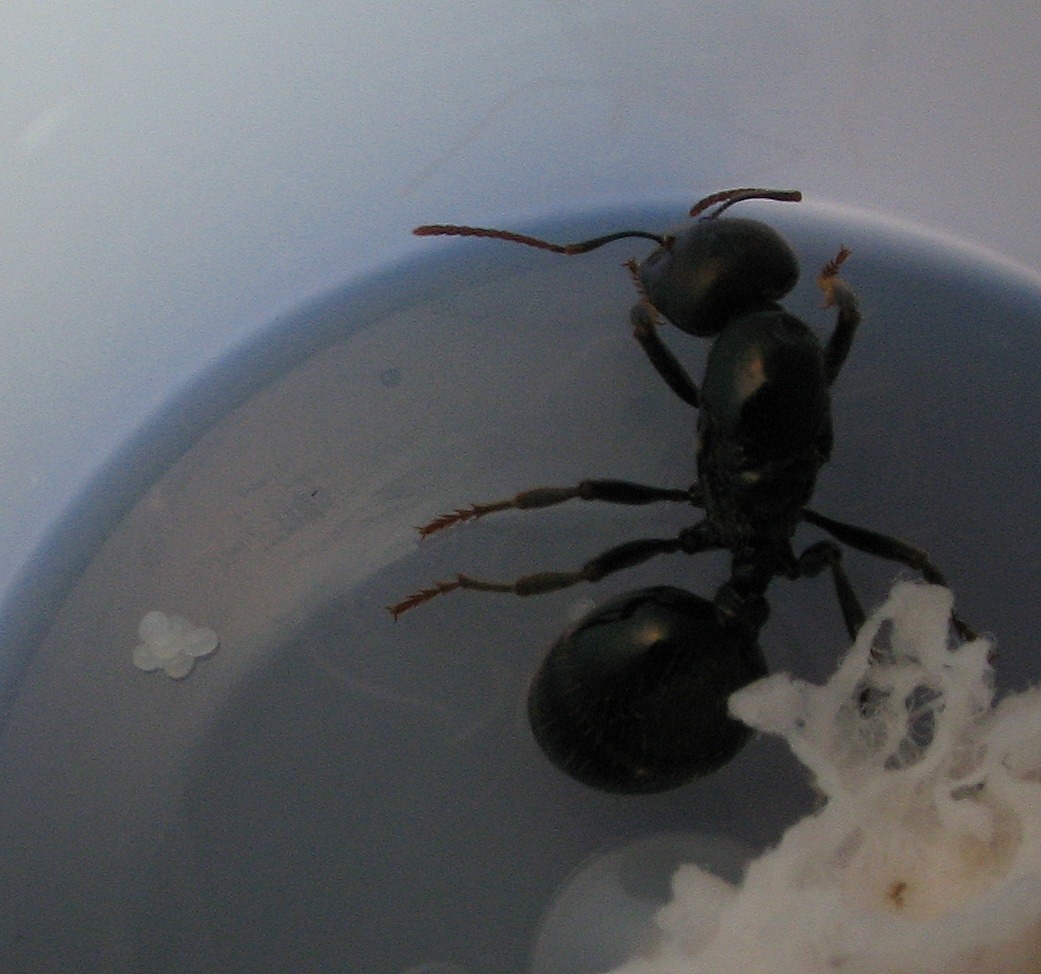 Primeros huevos de mis Messor barbarus "cosecha 2006"