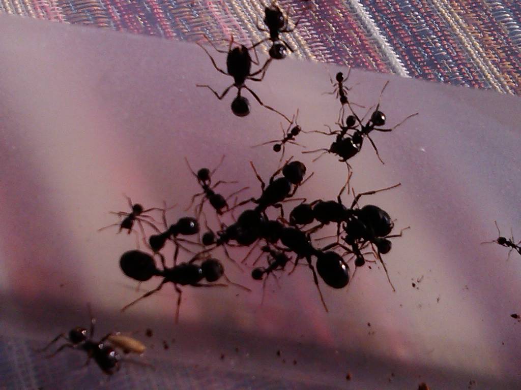 Reina messor barbarus