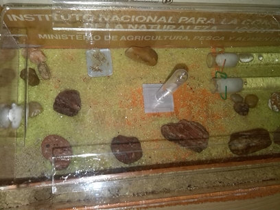 Zona de forrageo de mis Messor barbarus