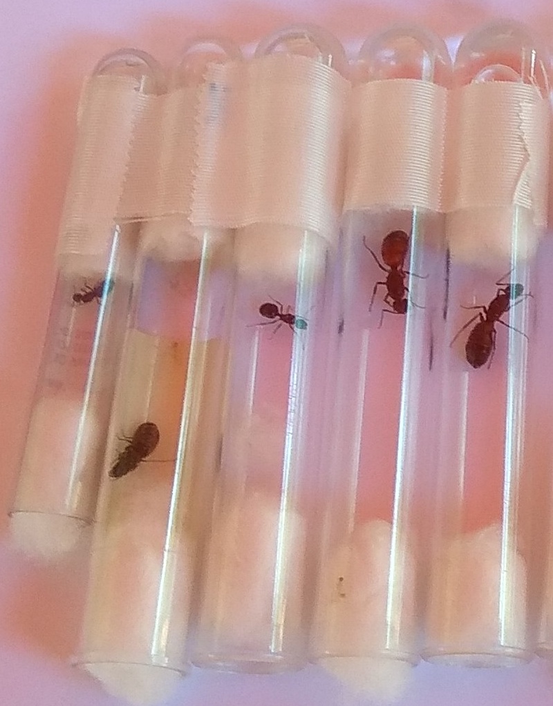LA COMUNIDAD DE HORMIGAS AL COMPLETO