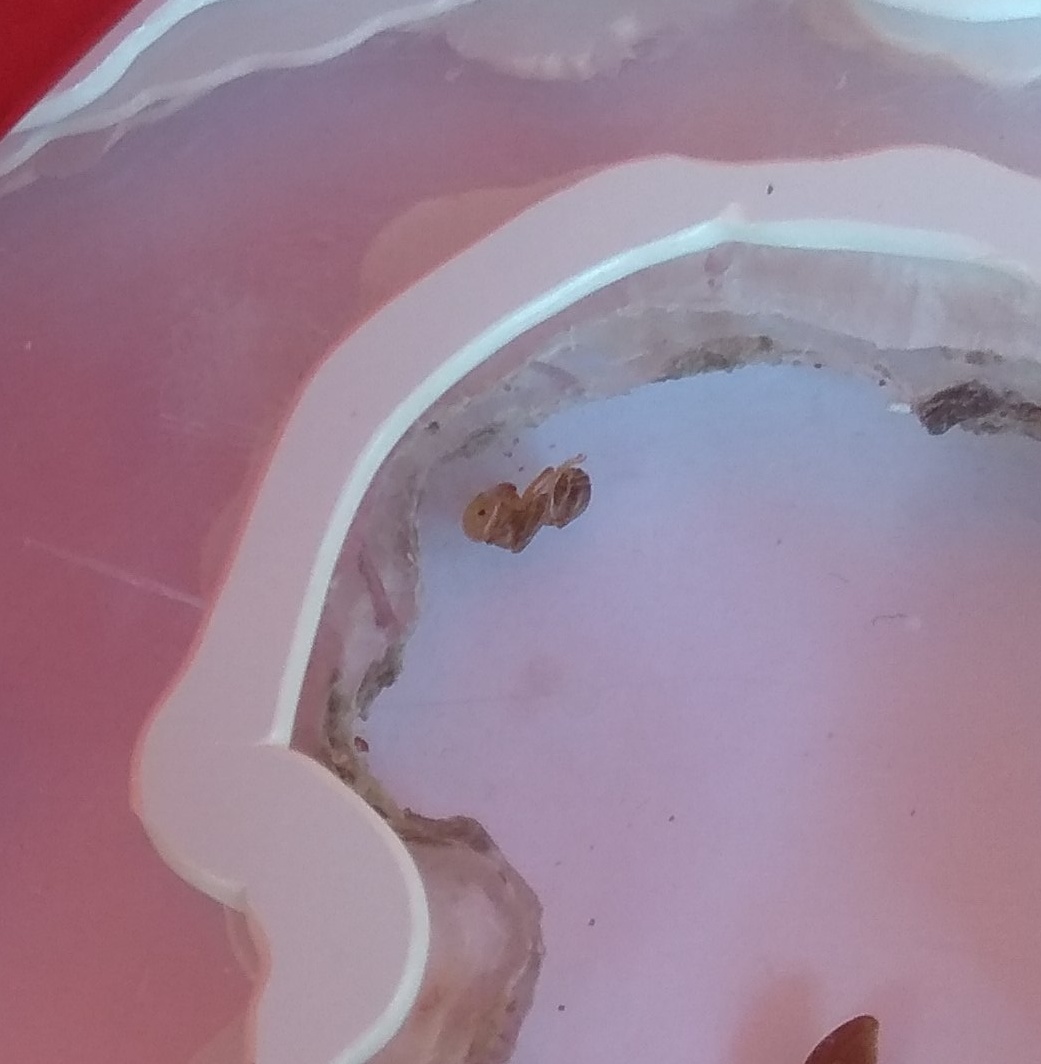 Messor barbarus