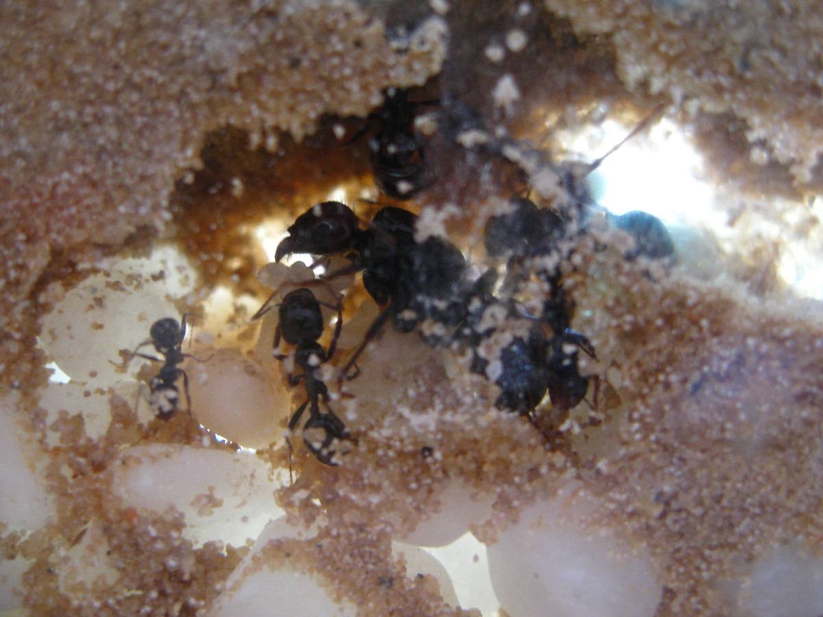 Reina i larvas - Messor Barbarus - C1