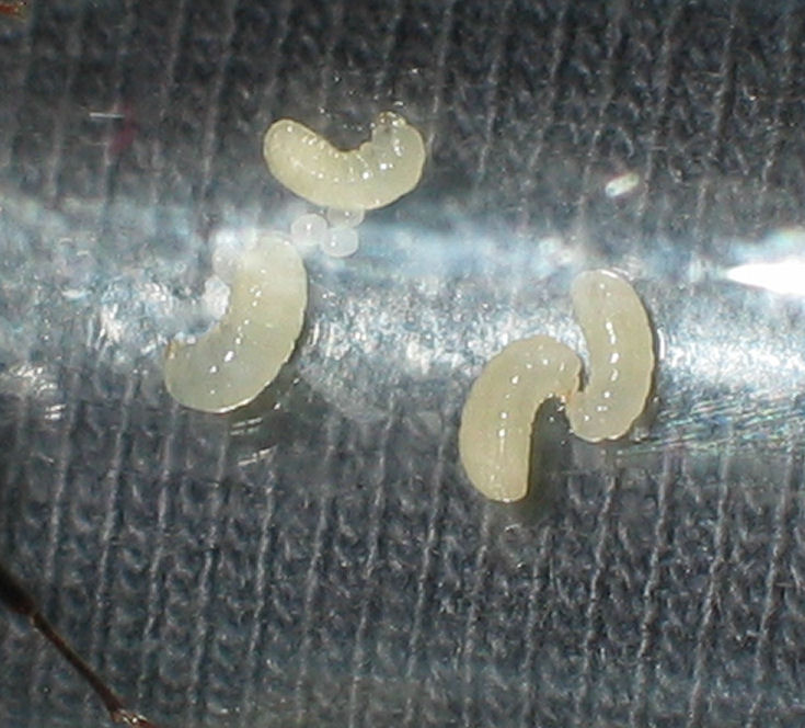 Larvas de Messor barbarus