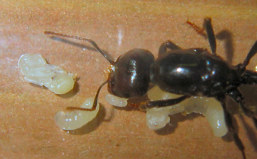 Reina Messor barbarus con sus primeras pupas