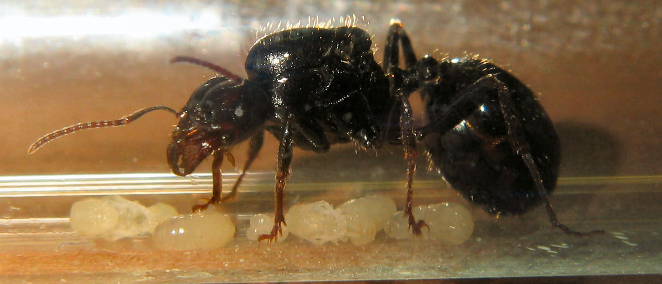 Reina Messor barbarus con sus cr�as