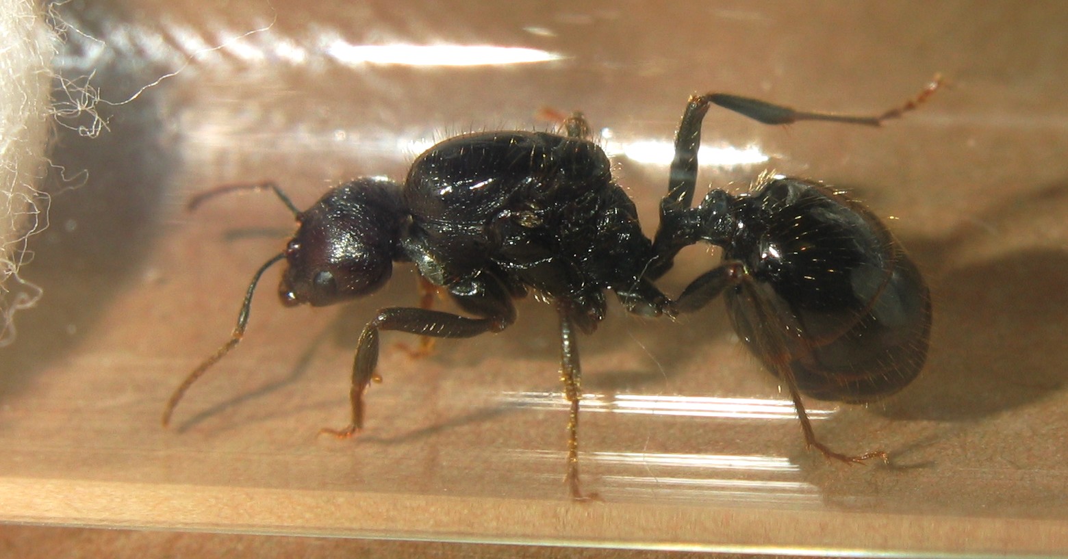 Reina Messor barbarus