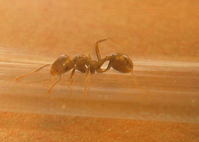 Mi primera nurse Messor barbarus!