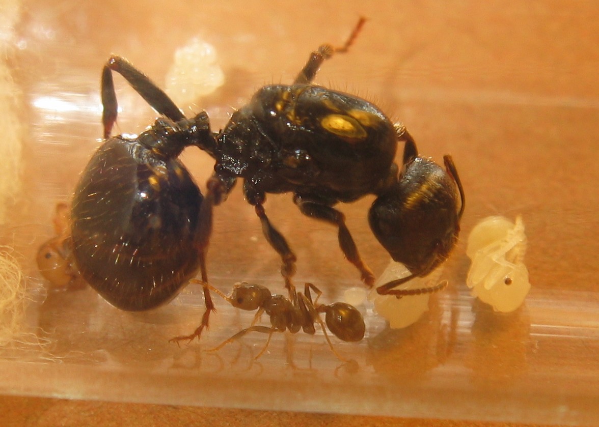 Reina Messos barbarus con su primera nurse!