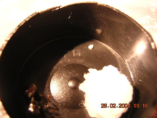 messor barbarus de racamubi