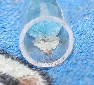 Larvas01