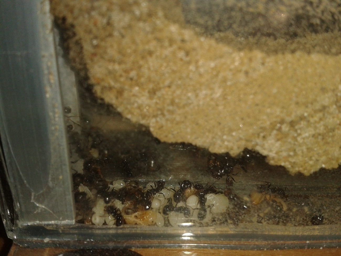 Larvas de Messor barbarus