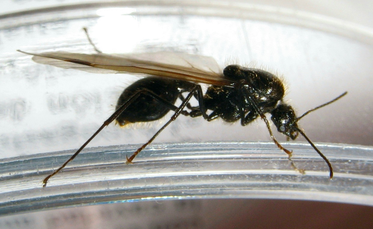 Messor Barbarus macho