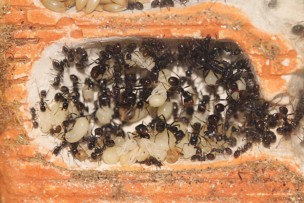 Messor Barbarus