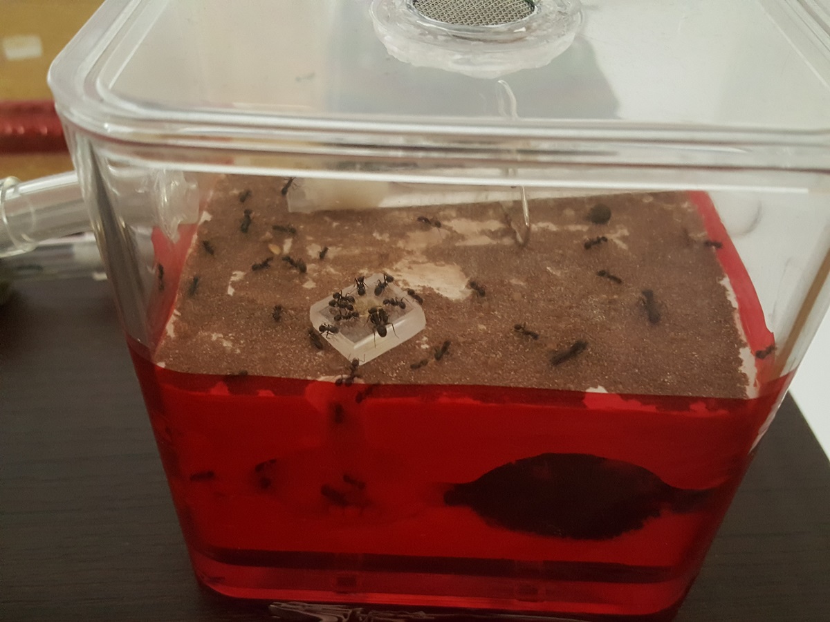 Messor Barbarus - Antcubik