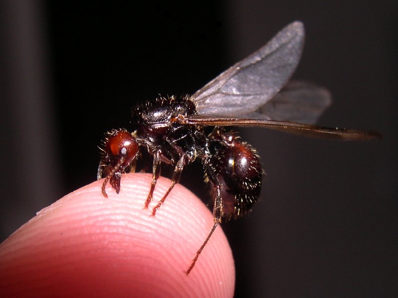 Reina y prole de Messor barbarus.