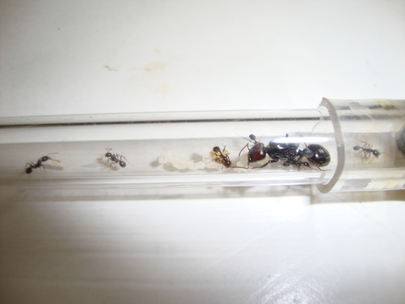 Messor barbarus de la conferencia en el Museo de Ciencias Naturales de Barcelona. 17.01.2010