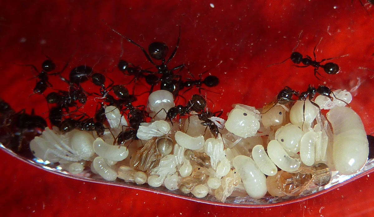 messor barbarus huevos