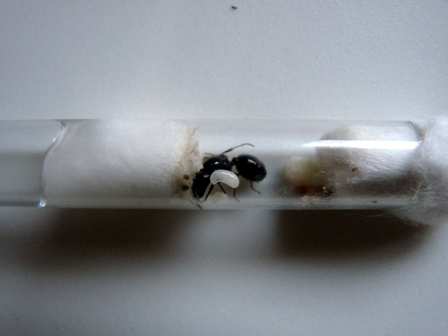 pupa