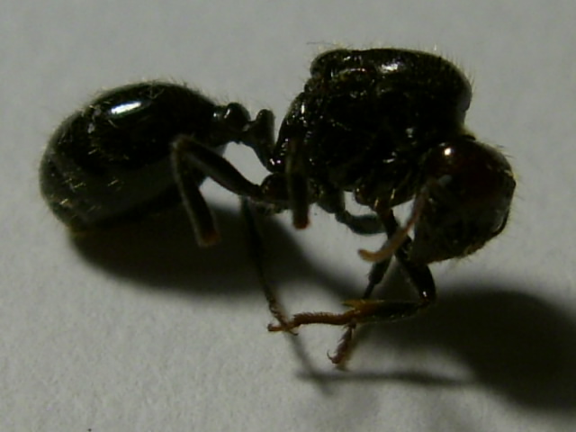 Messor barbarus muerta