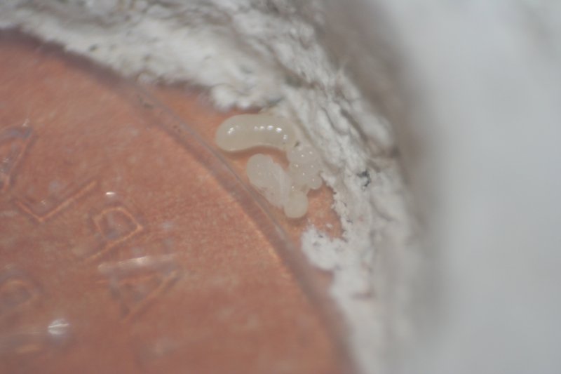 Petri 13