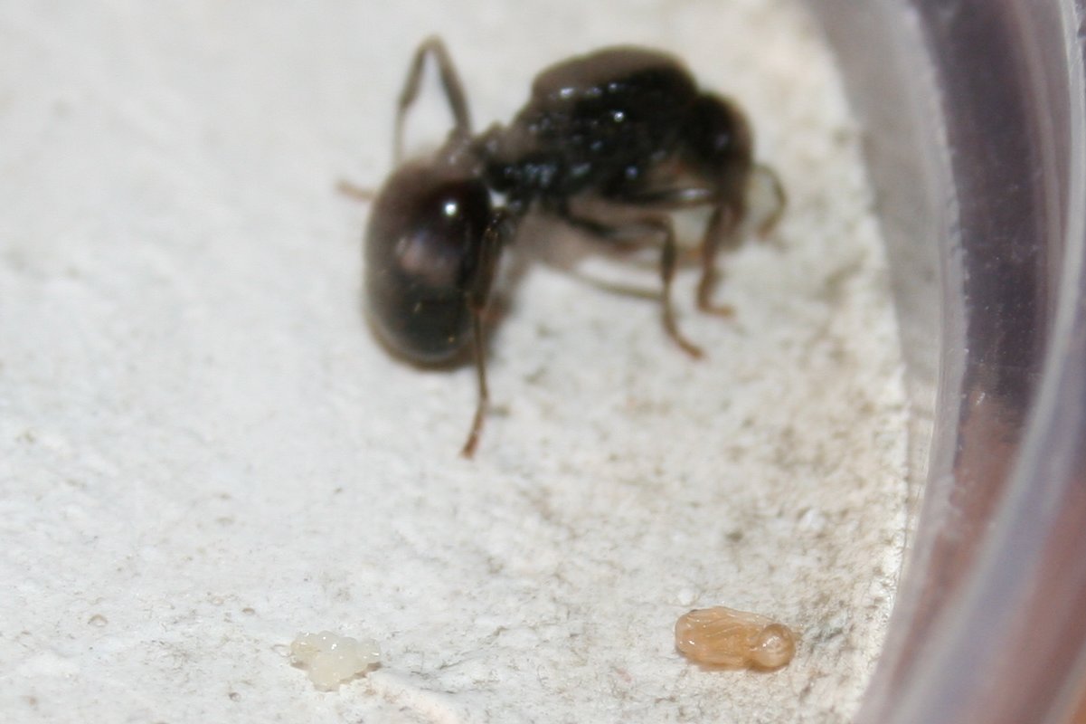 Petri 17