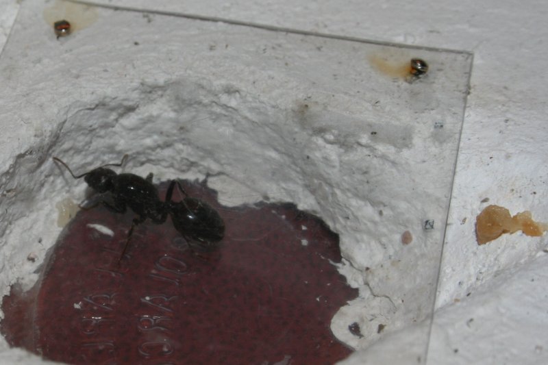 Petri 2