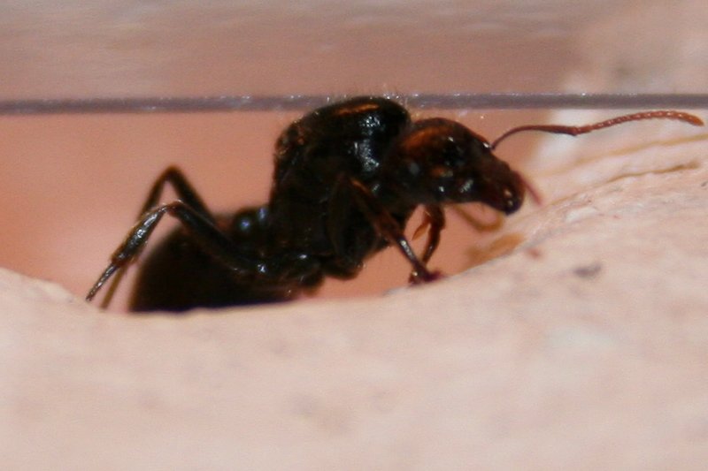 Petri 5