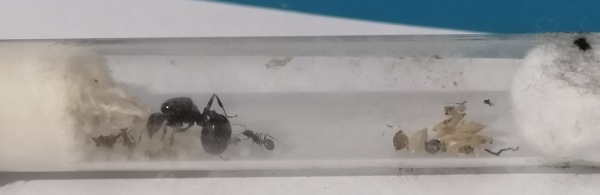 Reina Messor Barbarus