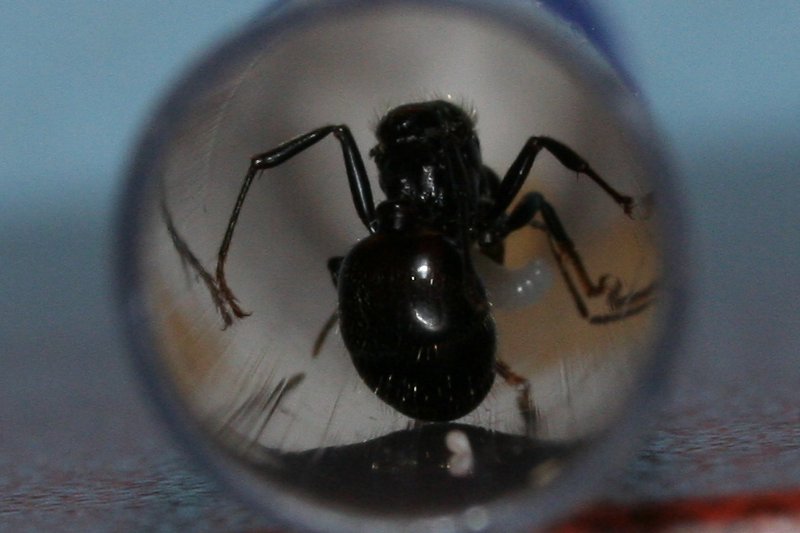Petri 4