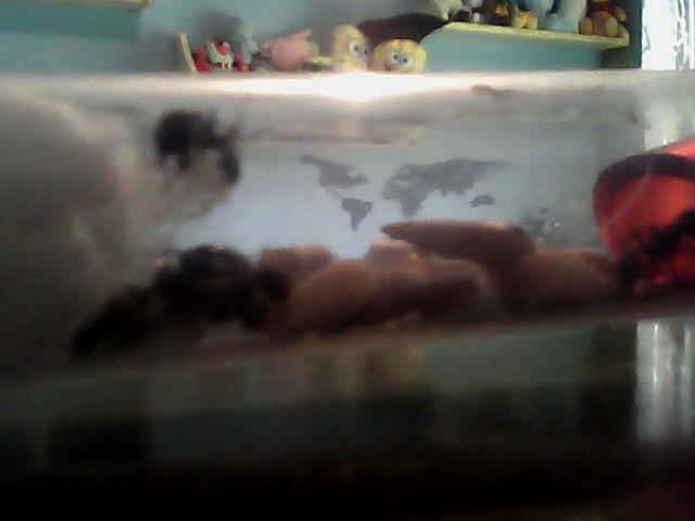 Foto de minicolonia messor barbarus