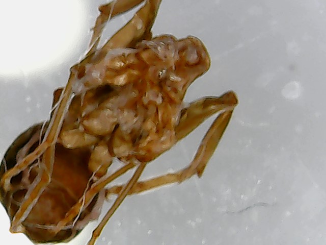 Pupa muerta