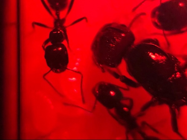 Messor barbarus bajo el acr�lico