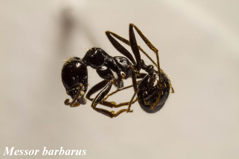 Messor barbarus - obrera