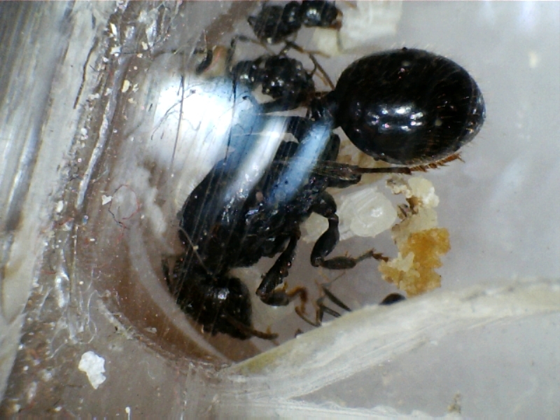 acaros