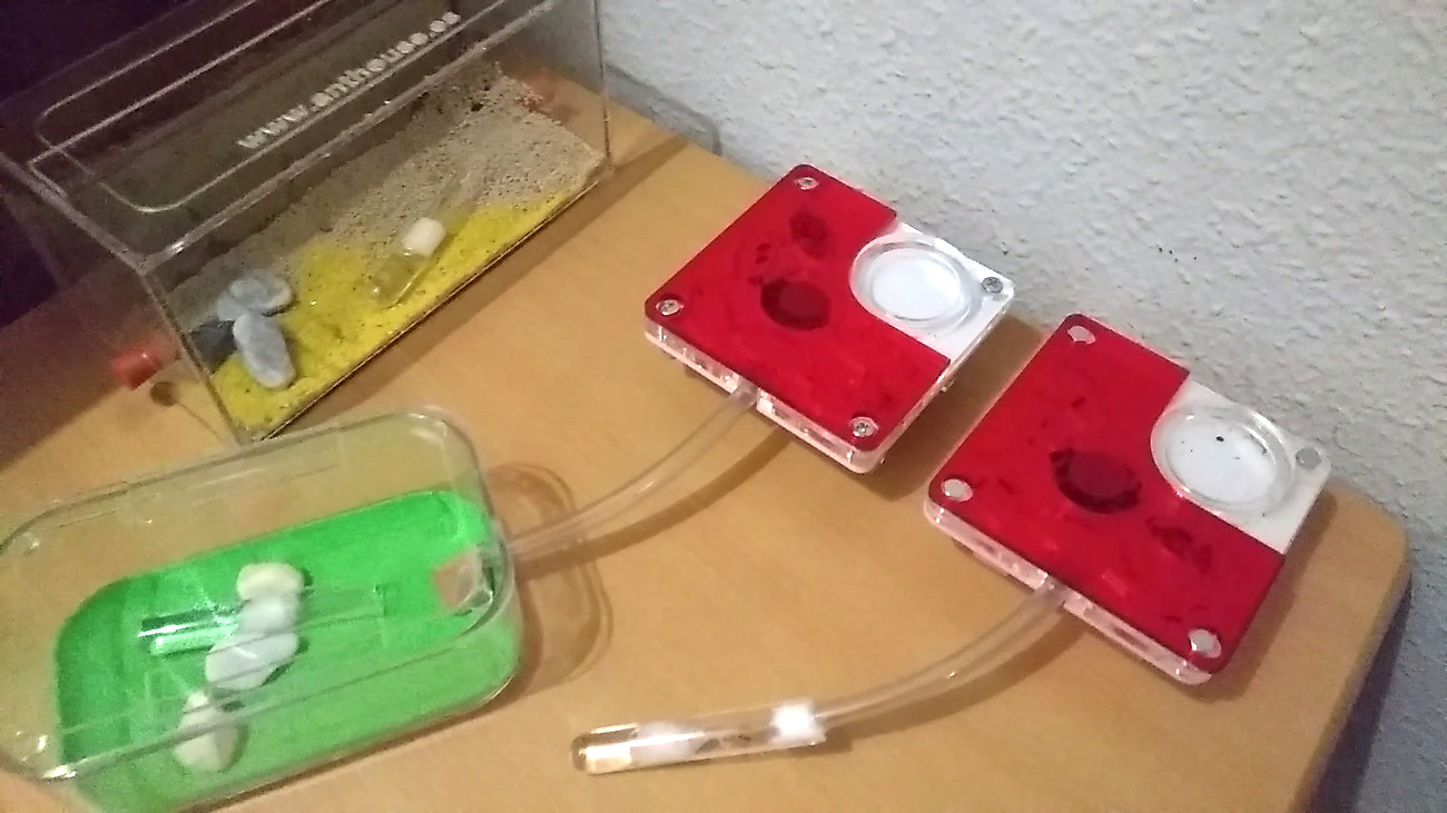 La mesa de las Messor