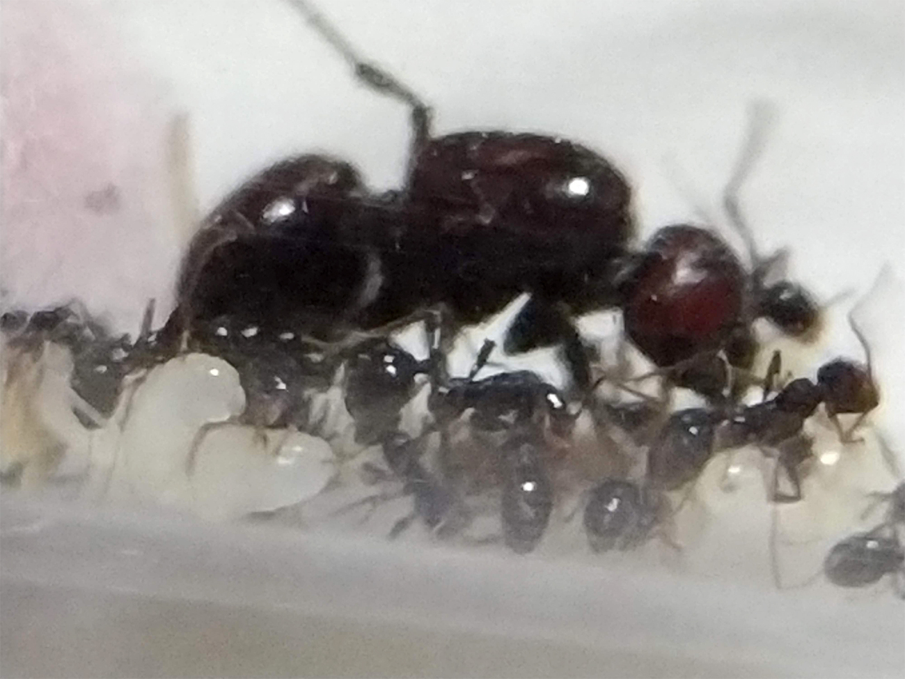 Colonia peque�a Messor Barbarus