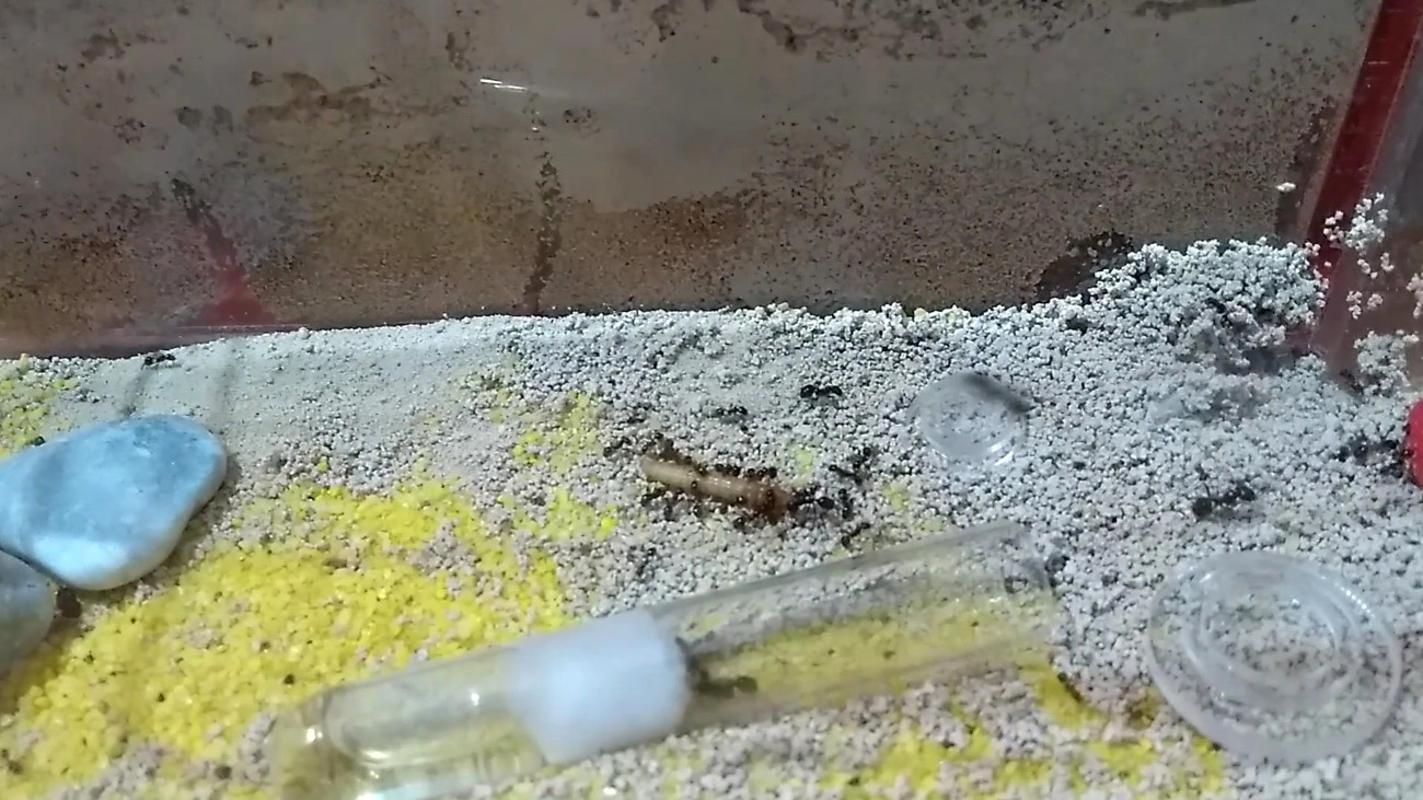 Messor Barbarus forrajeando