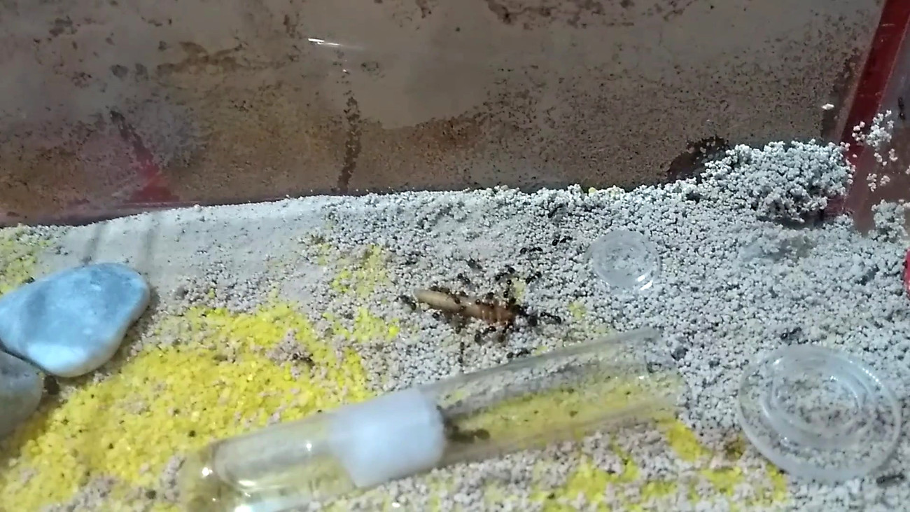 Messor Barbarus forrajeando
