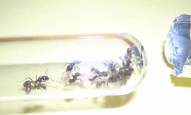 minicolonia