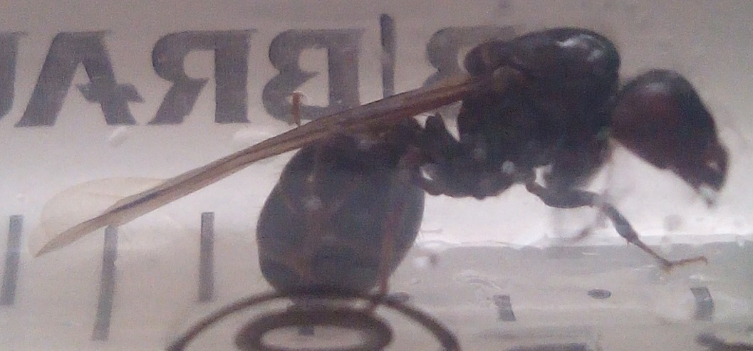 Messor barbarus reina alas