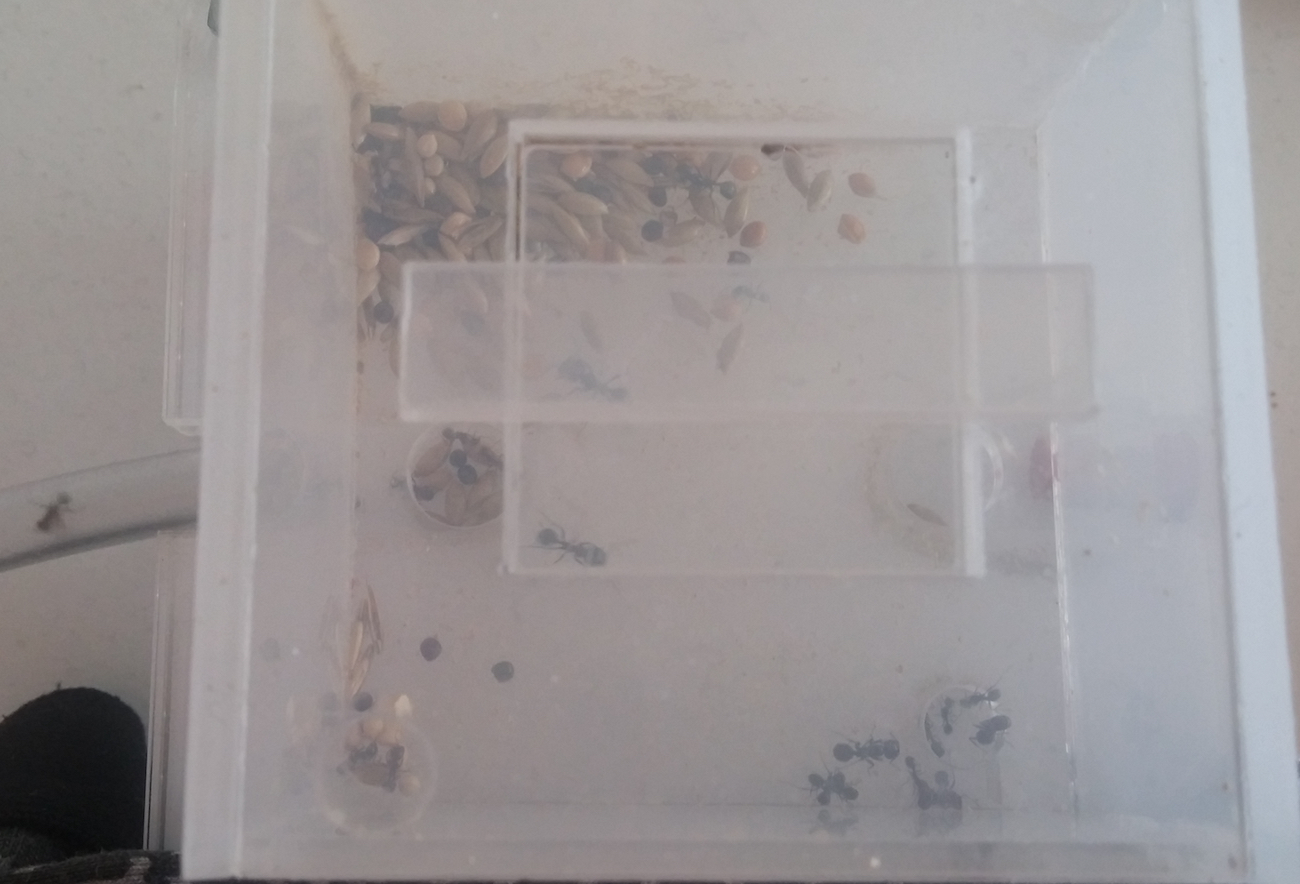 Caja forrajeo messor 9 meses