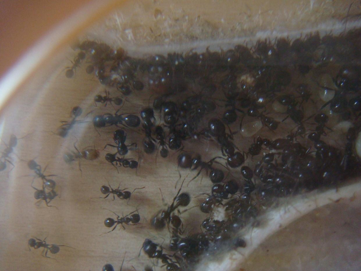mi reina messor barbarus