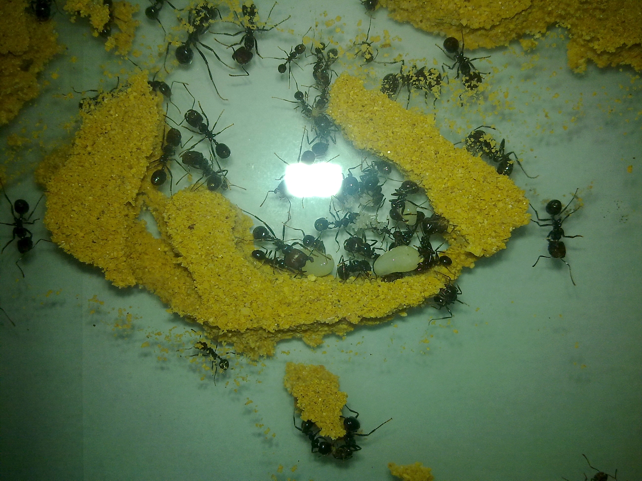 huevossinreina2