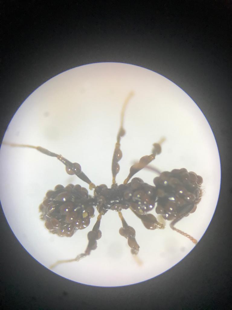 Messor barbarus con acaros