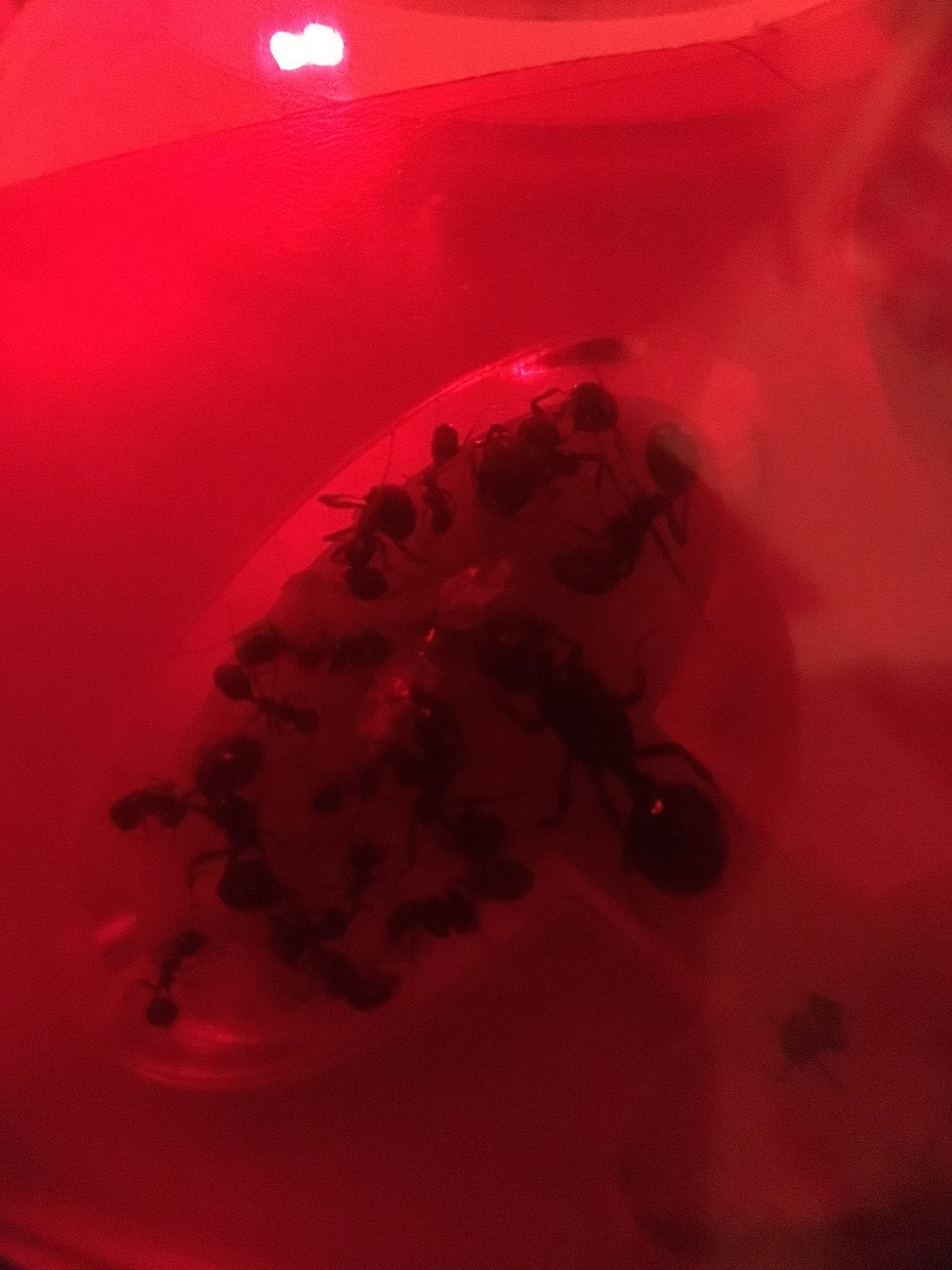 lepisma