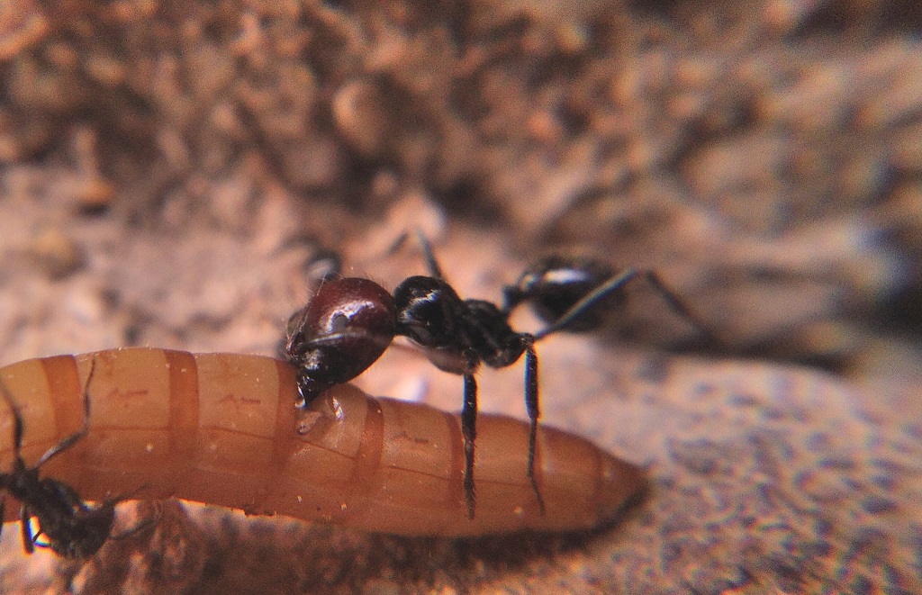 macro major tenebrio