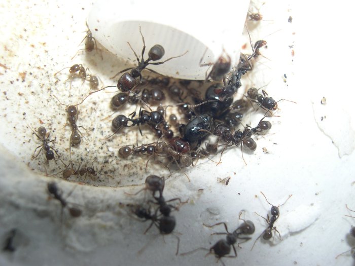 Messor barbarus