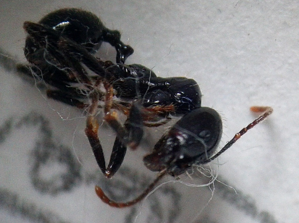 Messor barbarus
