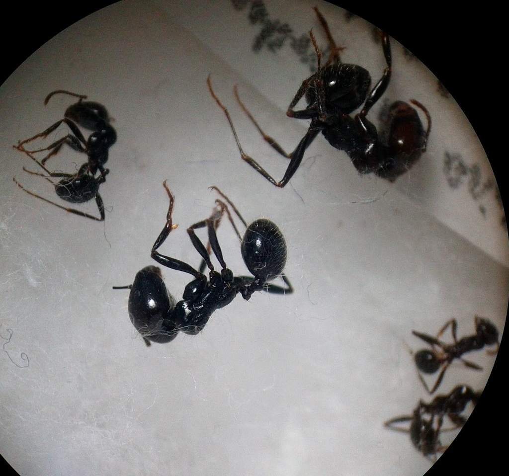 Messor barbarus 3