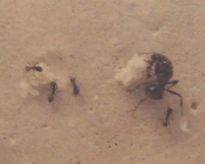 Messor Barbarus con una miga de Pan.